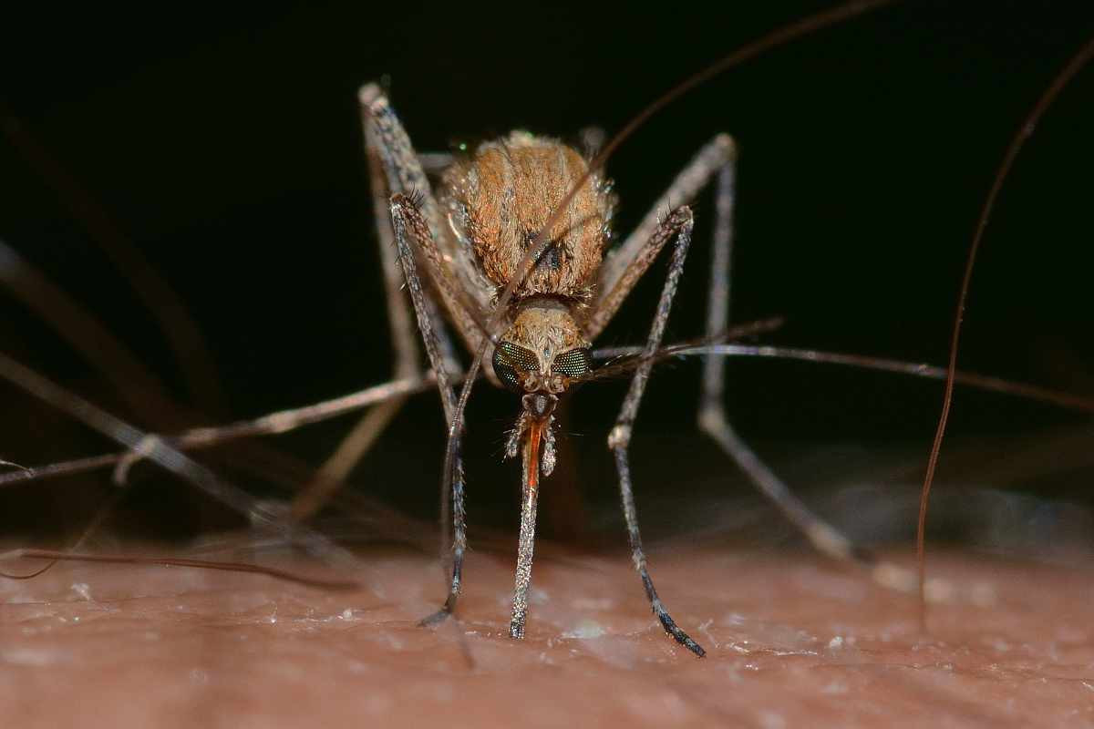 Mücken Im Schlafzimmer Effektiv Bekämpfen | Thermo-Soft within Was Hilft Gegen Mücken Im Schlafzimmer