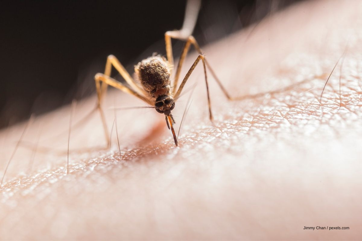 Mücken Im Zimmer? So Rettest Du Deinen Schlaf | Schlaraffia regarding Was Hilft Gegen Mücken Im Schlafzimmer