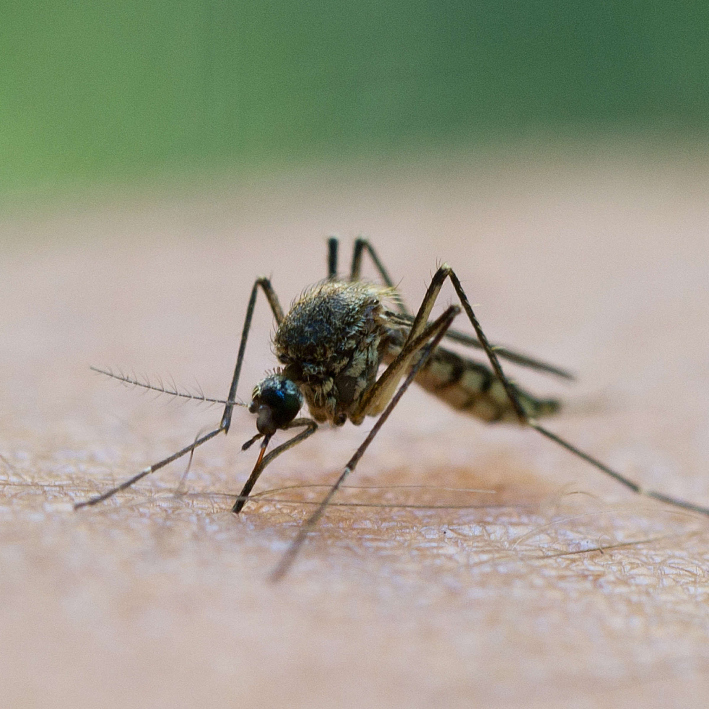Nächtliches Summen: So Finden Sie Lästige Mücken Im Zimmer in Was Hilft Gegen Mücken Im Schlafzimmer